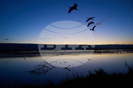 APTOPIX Israel Migrant Birds