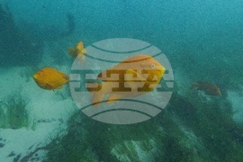 Climate Solution Desalination