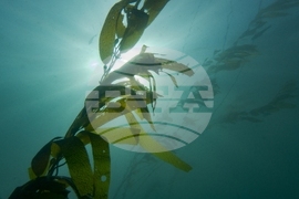 Climate Solution Desalination