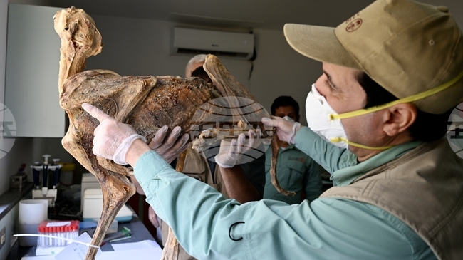 Учени откриха мумифицирани гепарди в пещери в северната част на Саудитска Арабия