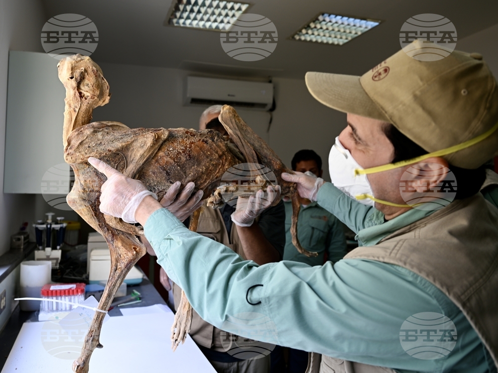 Учени откриха мумифицирани гепарди в пещери в северната част на Саудитска Арабия