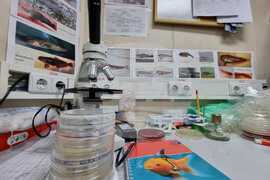 Антарктическата морска екосистема е уязвима спрямо човешко влияние