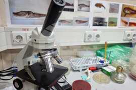 Антарктическата морска екосистема е уязвима спрямо човешко влияние