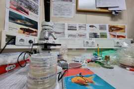 Антарктическата морска екосистема е уязвима спрямо човешко влияние