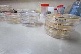 Антарктическата морска екосистема е уязвима спрямо човешко влияние