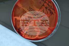 Антарктическата морска екосистема е уязвима спрямо човешко влияние