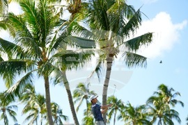 Sony Open Golf