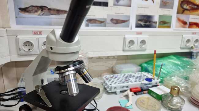 Знанието има практическа цел, казва философът Франсис Бейкън, от чиято кончина се навършват четири века