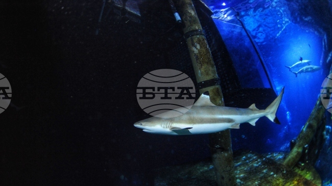 Окисляването на океана уврежда зъбите на акулите, показва проучване