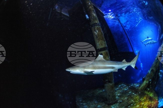 Окисляването на океана уврежда зъбите на акулите, показва проучване