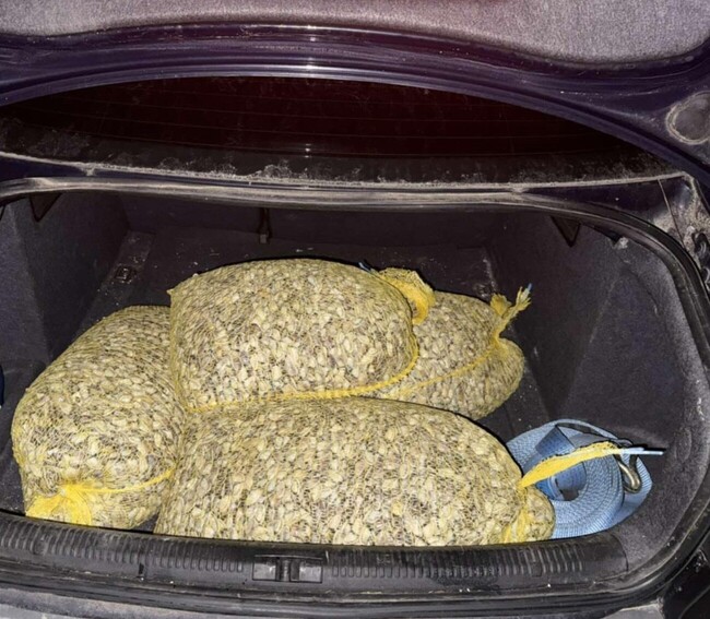 Служители на РД “Гранична полиция“ – Бургас задържаха бракониер с незаконен улов на бяла мида, осуетил полицейска проверка