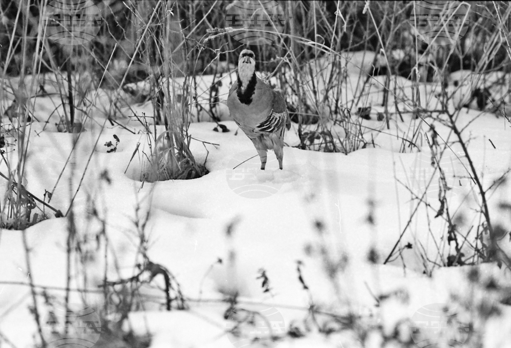 Държавно ловно стопанство – Тракия