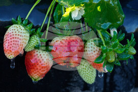 Frozen Florida Weather