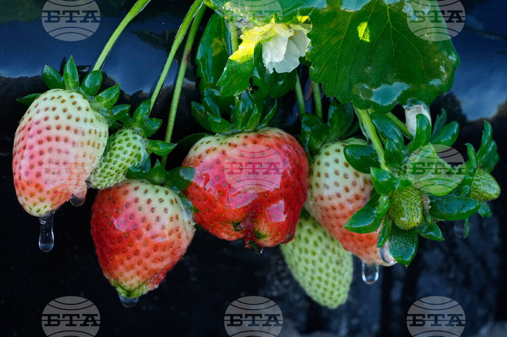 Frozen Florida Weather