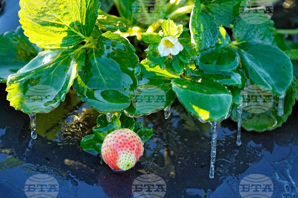 Frozen Florida Weather