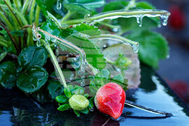 Frozen Florida Weather