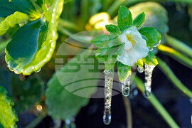 Frozen Florida Weather