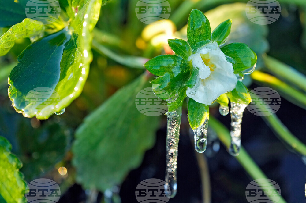 Frozen Florida Weather