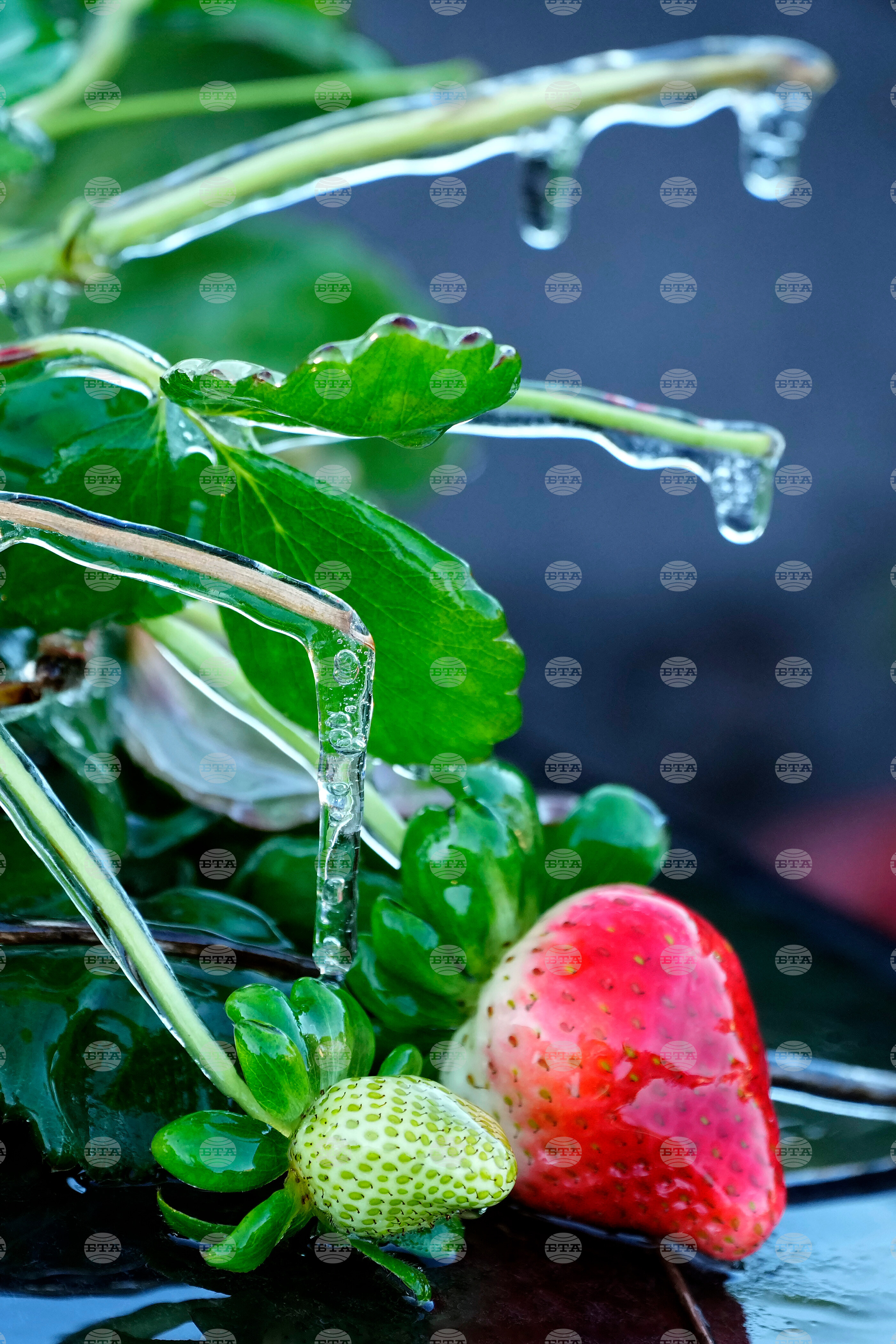 Frozen Florida Weather