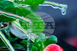 Frozen Florida Weather