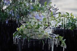 Frozen Florida Weather