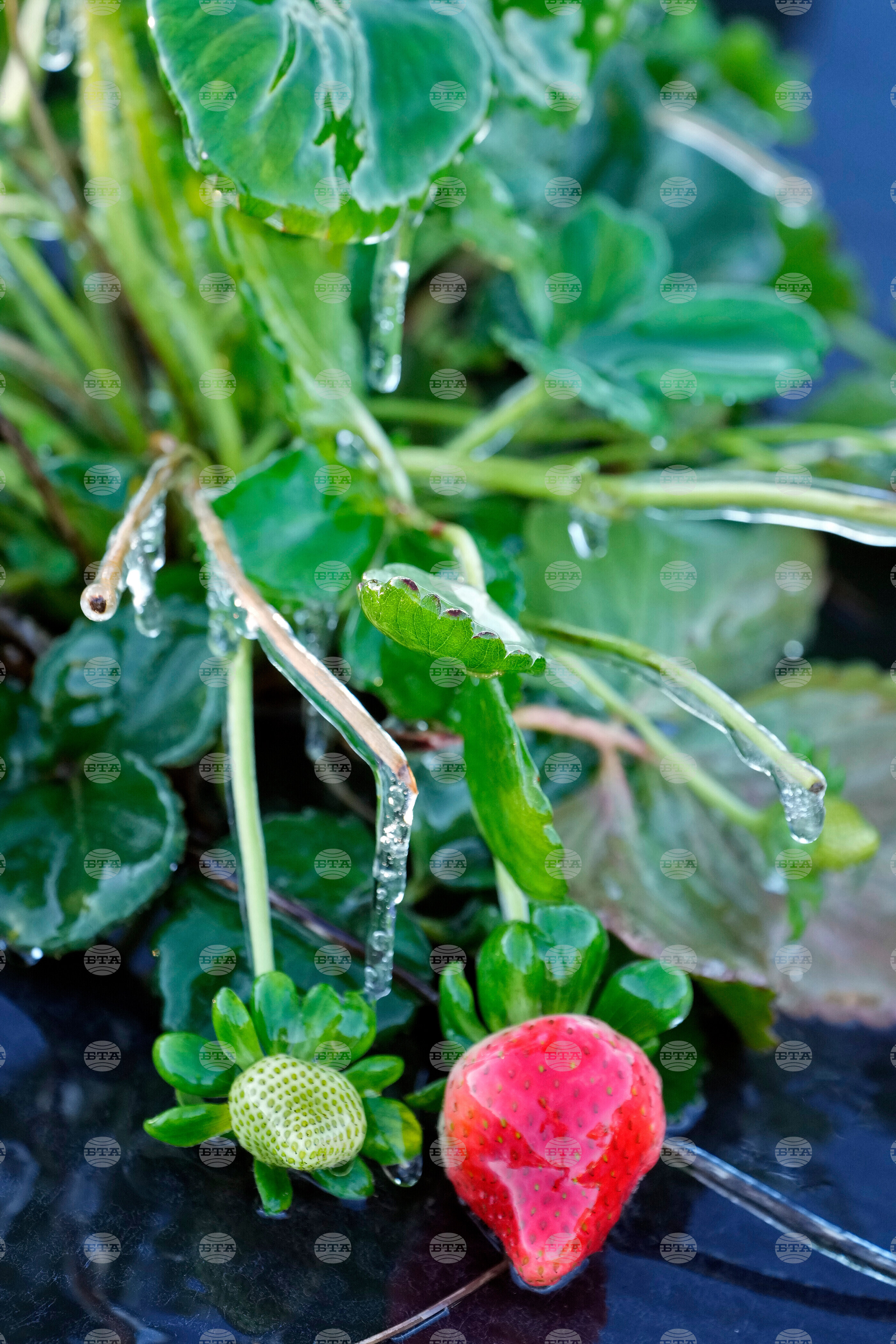 Frozen Florida Weather