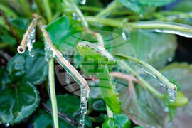 Frozen Florida Weather