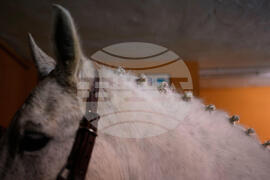 Spain Saint Anthony Animals