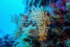 Climate High Seas Treaty What to Know