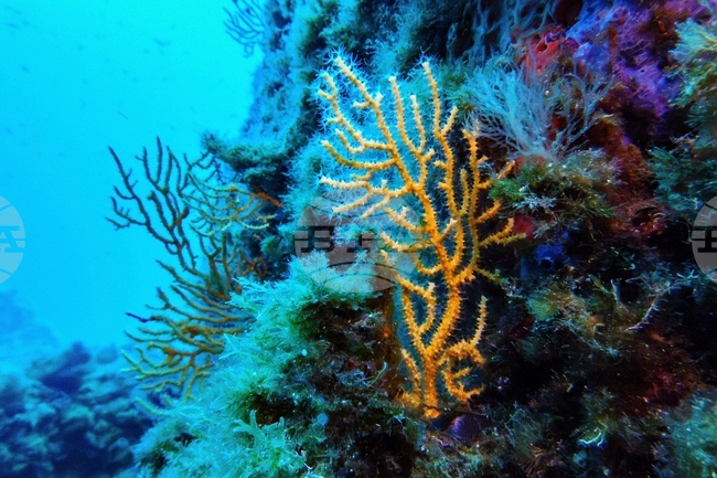 Climate High Seas Treaty What to Know