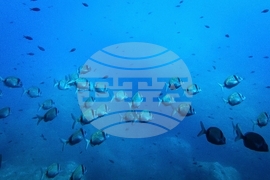 Climate High Seas Treaty What to Know