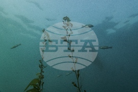 Climate High Seas Treaty What to Know