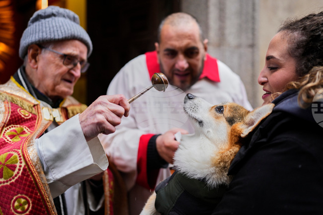 Spain Animal Blessing