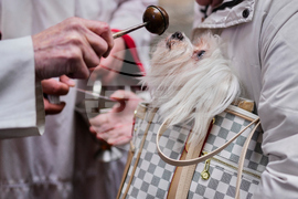 Spain Animal Blessing