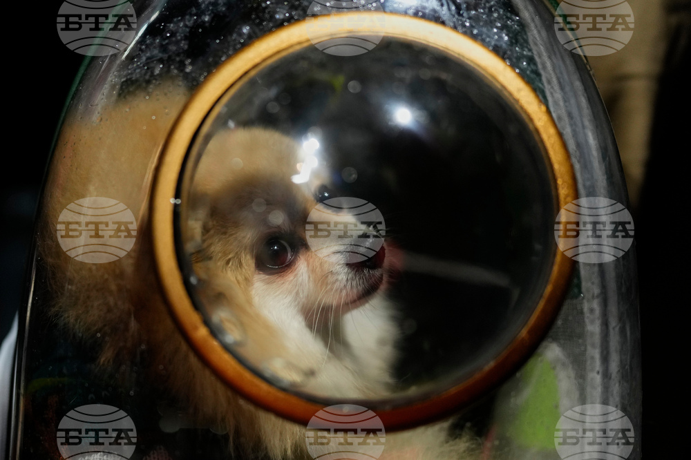 Spain Animal Blessing