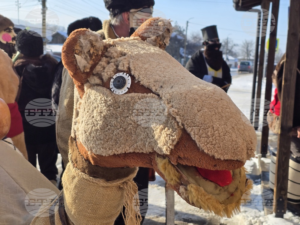Село Йоглав - Камилата - обичай