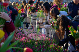 Netherlands Tulip Day