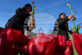 Netherlands Tulip Day