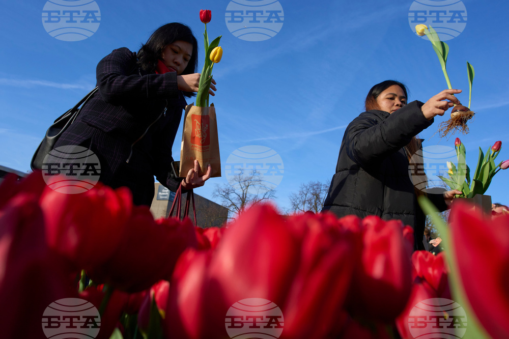 Netherlands Tulip Day