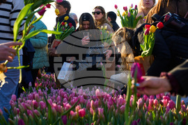 Netherlands Tulip Day
