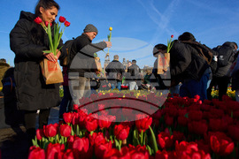 Netherlands Tulip Day