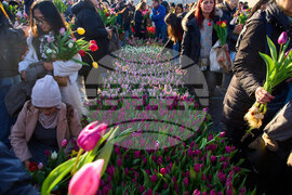 Netherlands Tulip Day