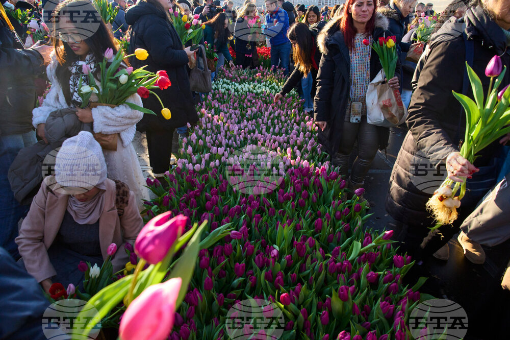 Netherlands Tulip Day