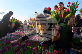 Netherlands Tulip Day