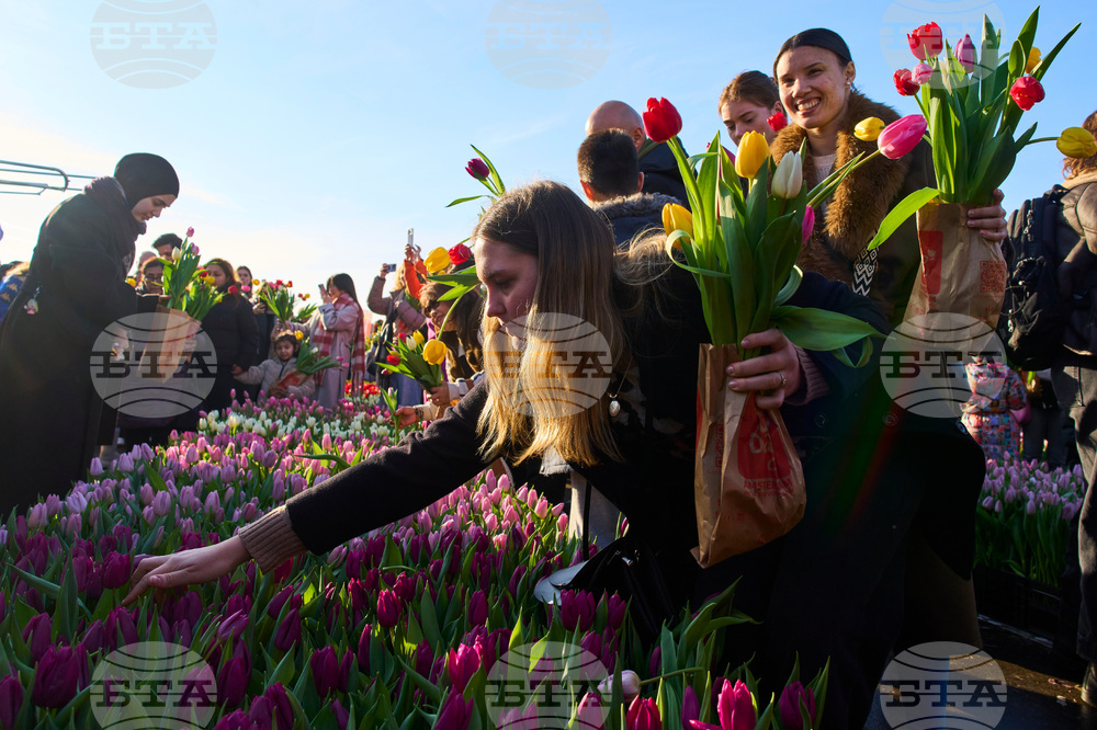 Netherlands Tulip Day