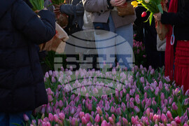 Netherlands Tulip Day