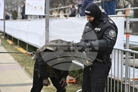 Перник - Международен фестивал на маскарадните игри „Сурва“