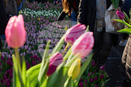 Netherlands Tulip Day