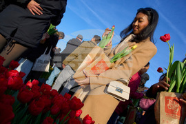 Netherlands Tulip Day