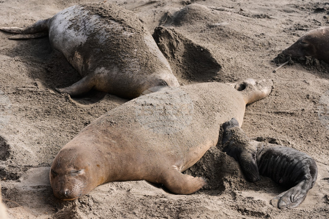 US Elephant Seals